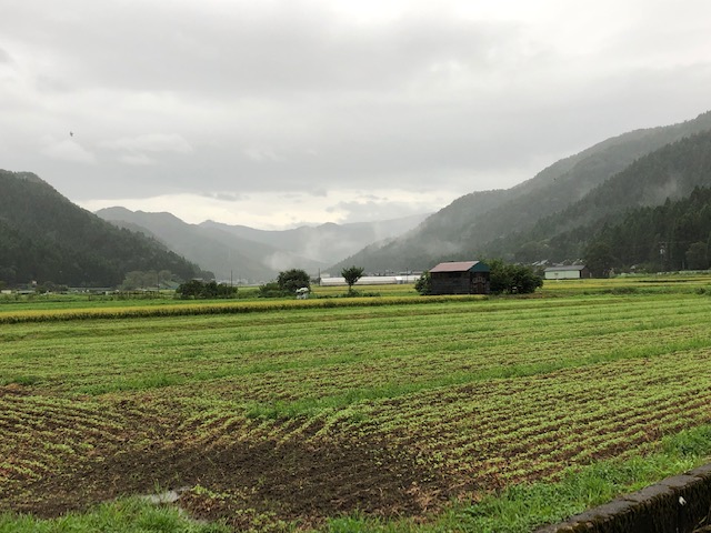 降り続く長雨で滞水したソバ圃場