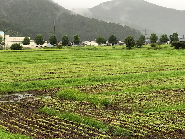 降り続く長雨で滞水したソバ圃場