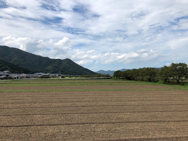 令和5年福井県産秋ソバの播種後の圃場状況