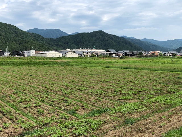 令和5年福井県産秋ソバの播種後の圃場状況