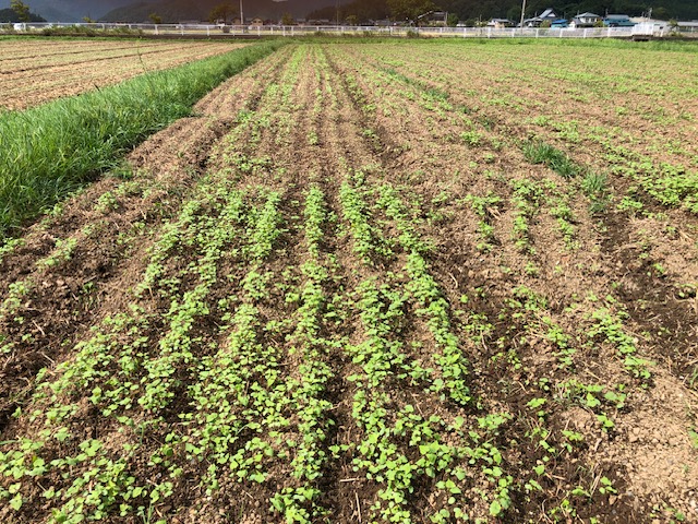 令和5年福井県産秋ソバの播種後の圃場状況