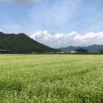 令和5年福井県産秋ソバの播種後の圃場状況