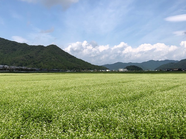 令和5年福井県産秋ソバの播種後の圃場状況