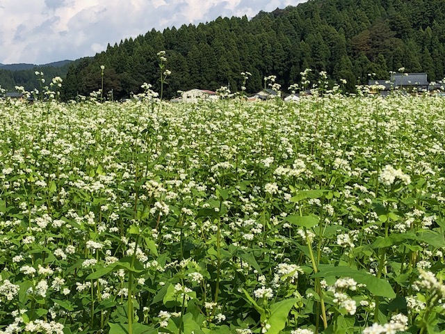 令和5年福井県産秋ソバの播種後の圃場状況