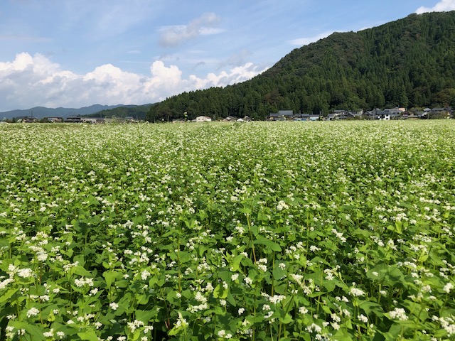 令和5年福井県産秋ソバの播種後の圃場状況