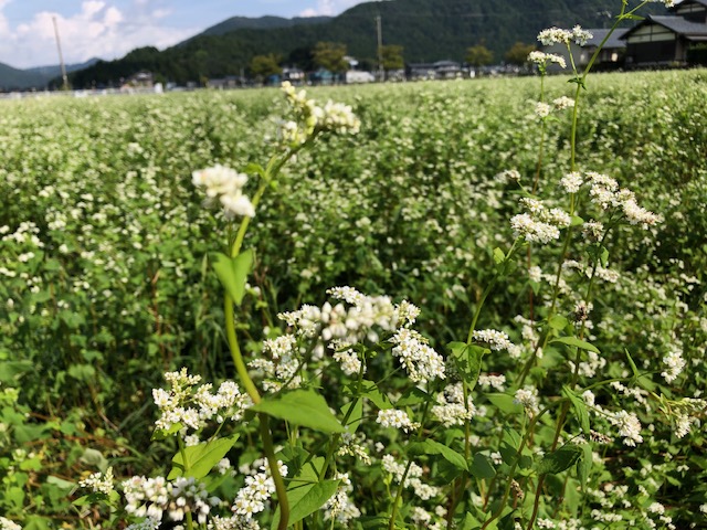 令和5年福井県産秋ソバの播種後の圃場状況