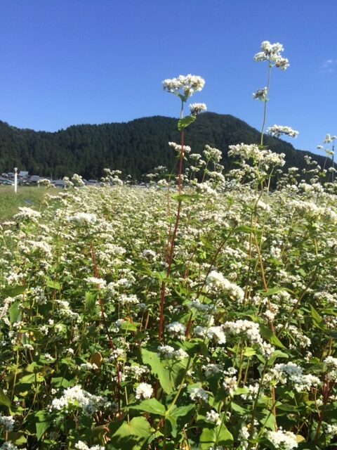 福井県越前市そばの生長状況